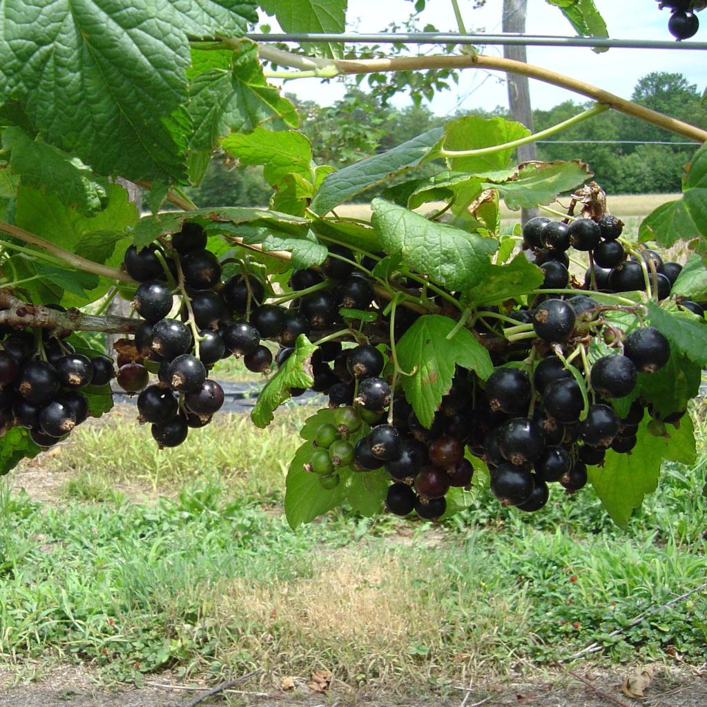 Grosella negra Andega Bio