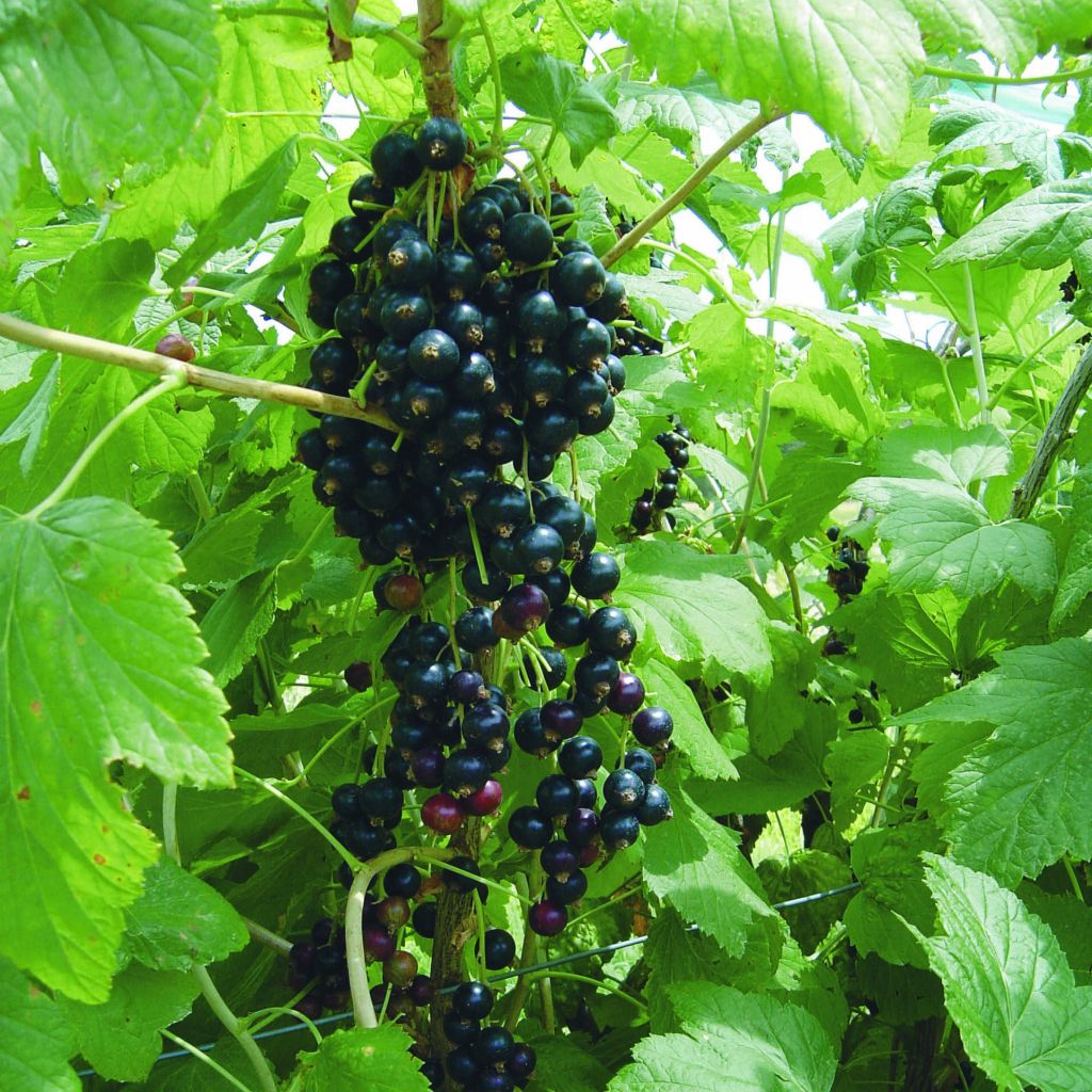 Grosella negra Andega Bio