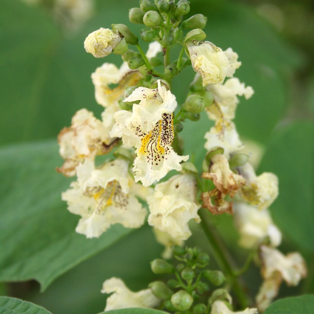 Catalpa ovata Slender Silhoutte