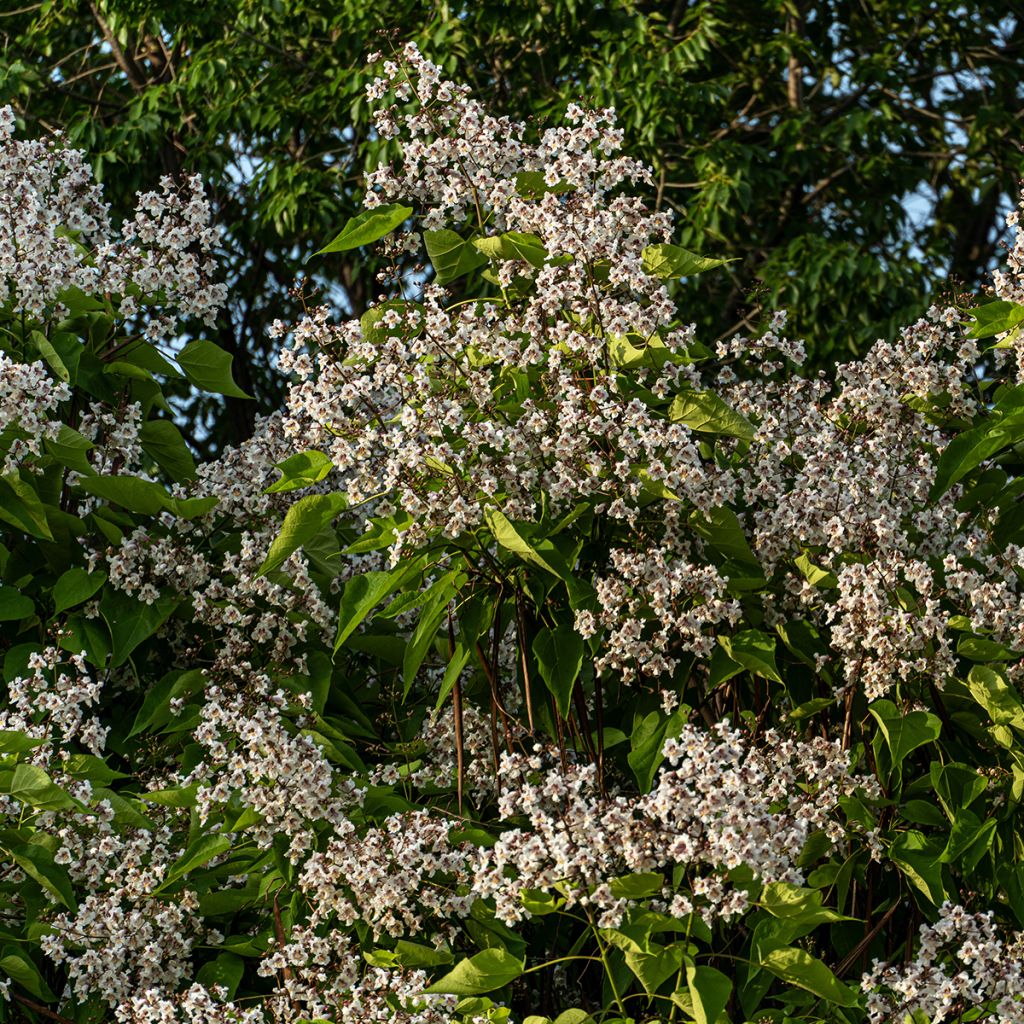 Catalpa bignonioides (semillas)