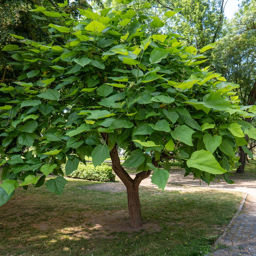 Catalpa bignonioides (semillas)