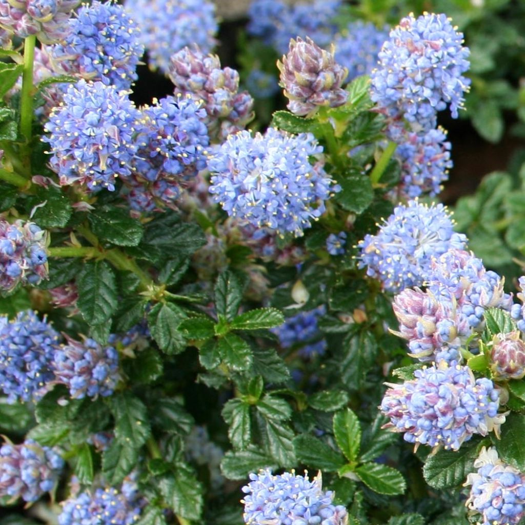 Ceanoto Blue Mound