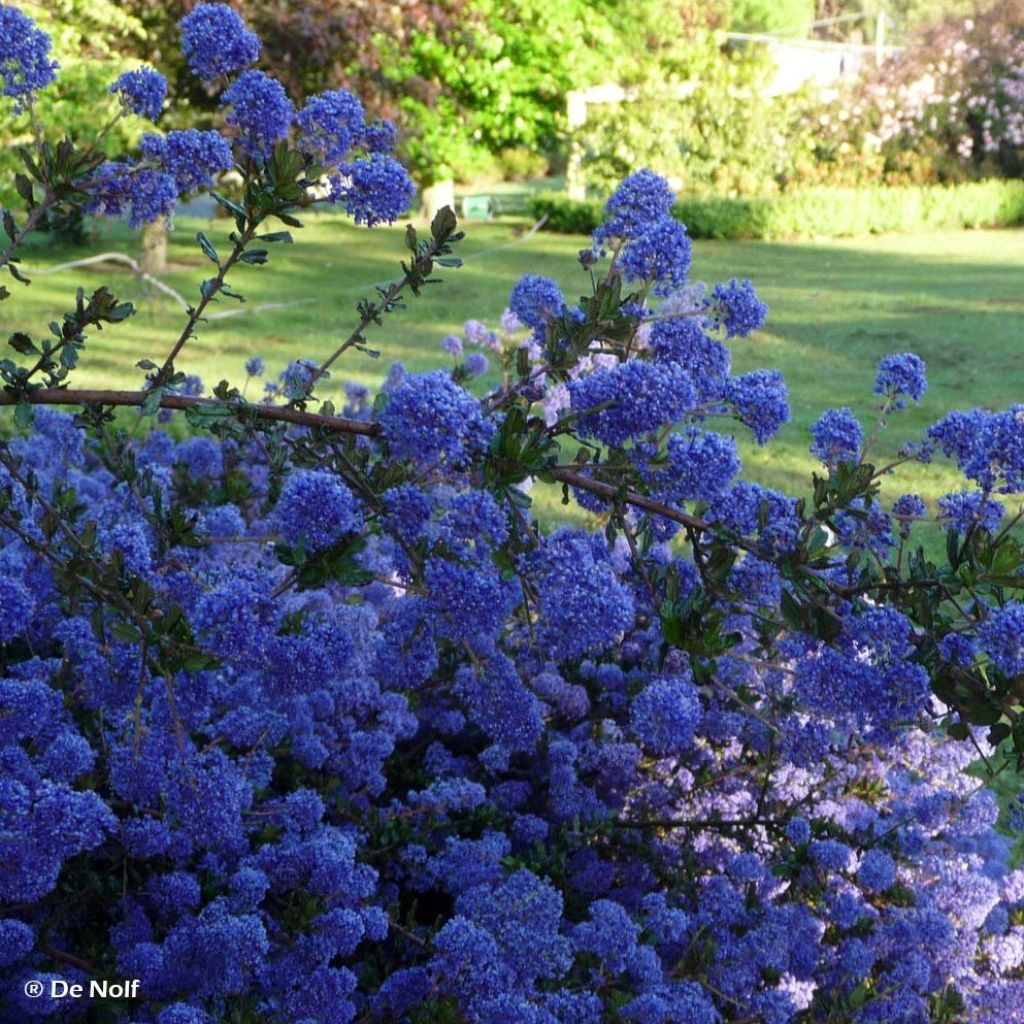 Ceanoto thyrsiflorus var. repens Blue Sapphire