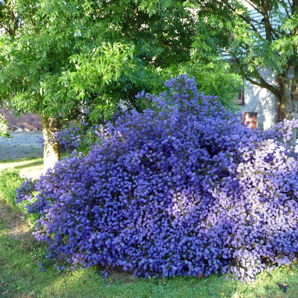 Ceanoto thyrsiflorus var. repens Blue Sapphire