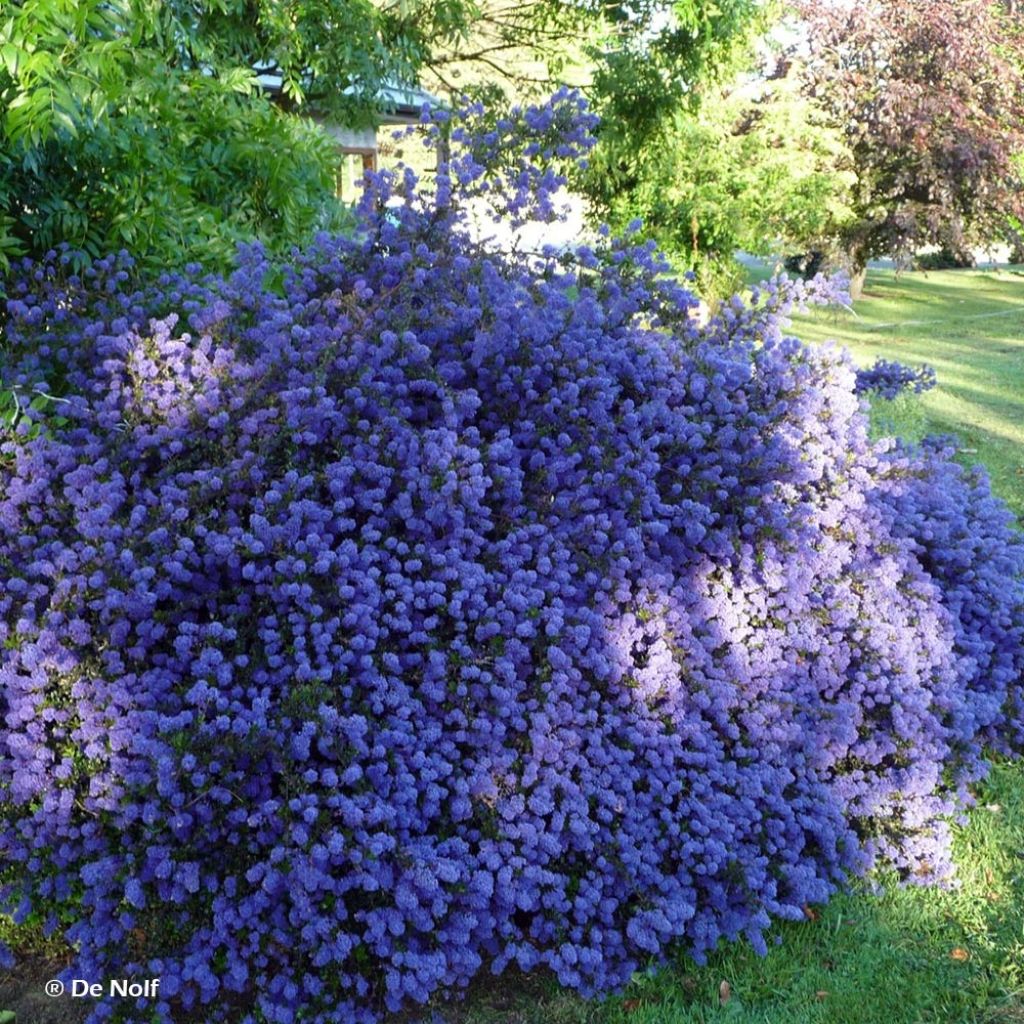 Ceanoto thyrsiflorus var. repens Blue Sapphire