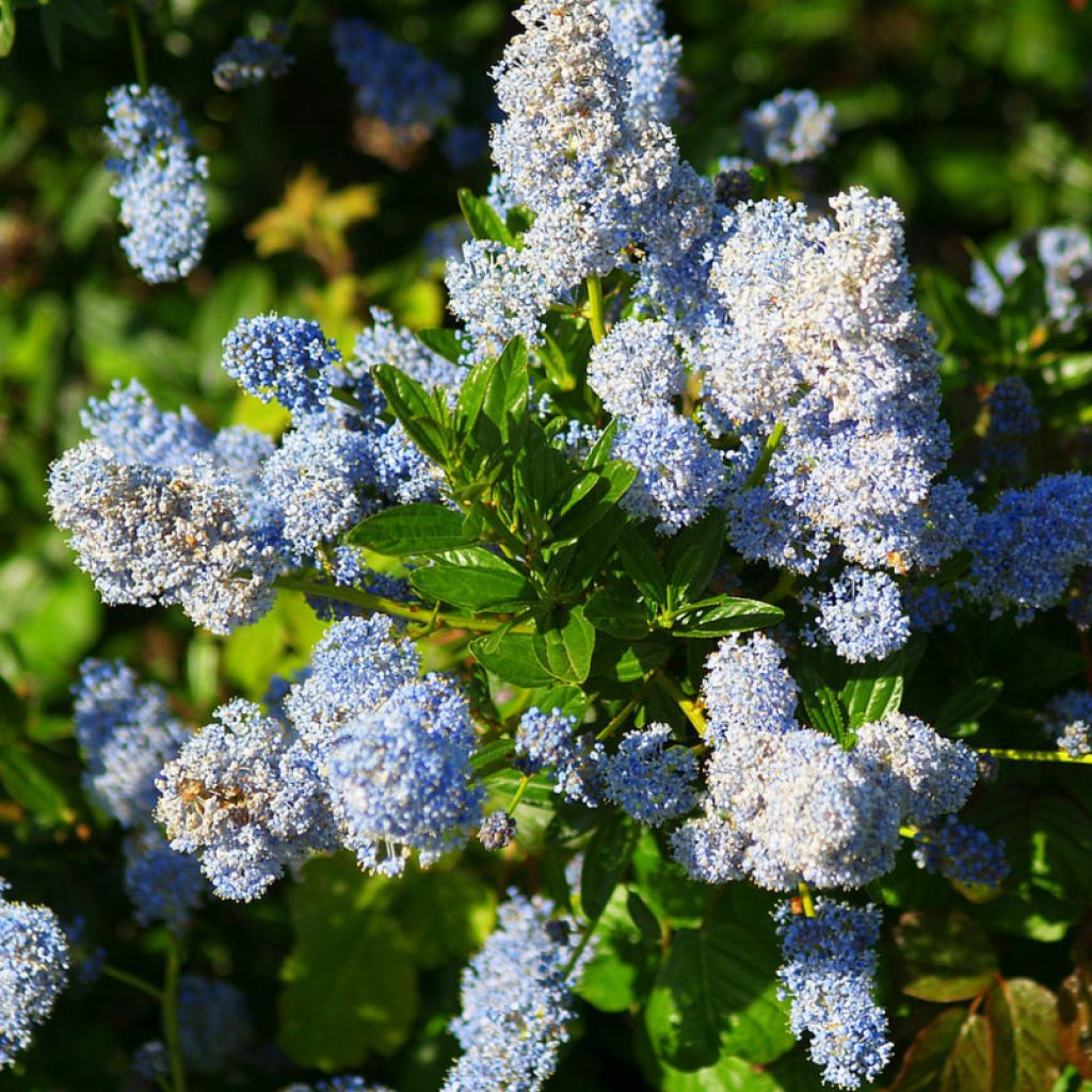 Ceanothus arboreus Concha - Ceanoto arbóreo