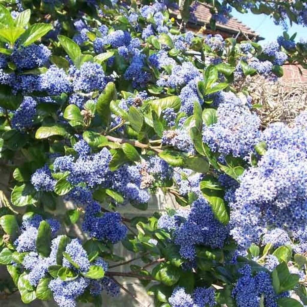 Ceanoto arboreus Trewithen Blue - Ceanoto arbóreo