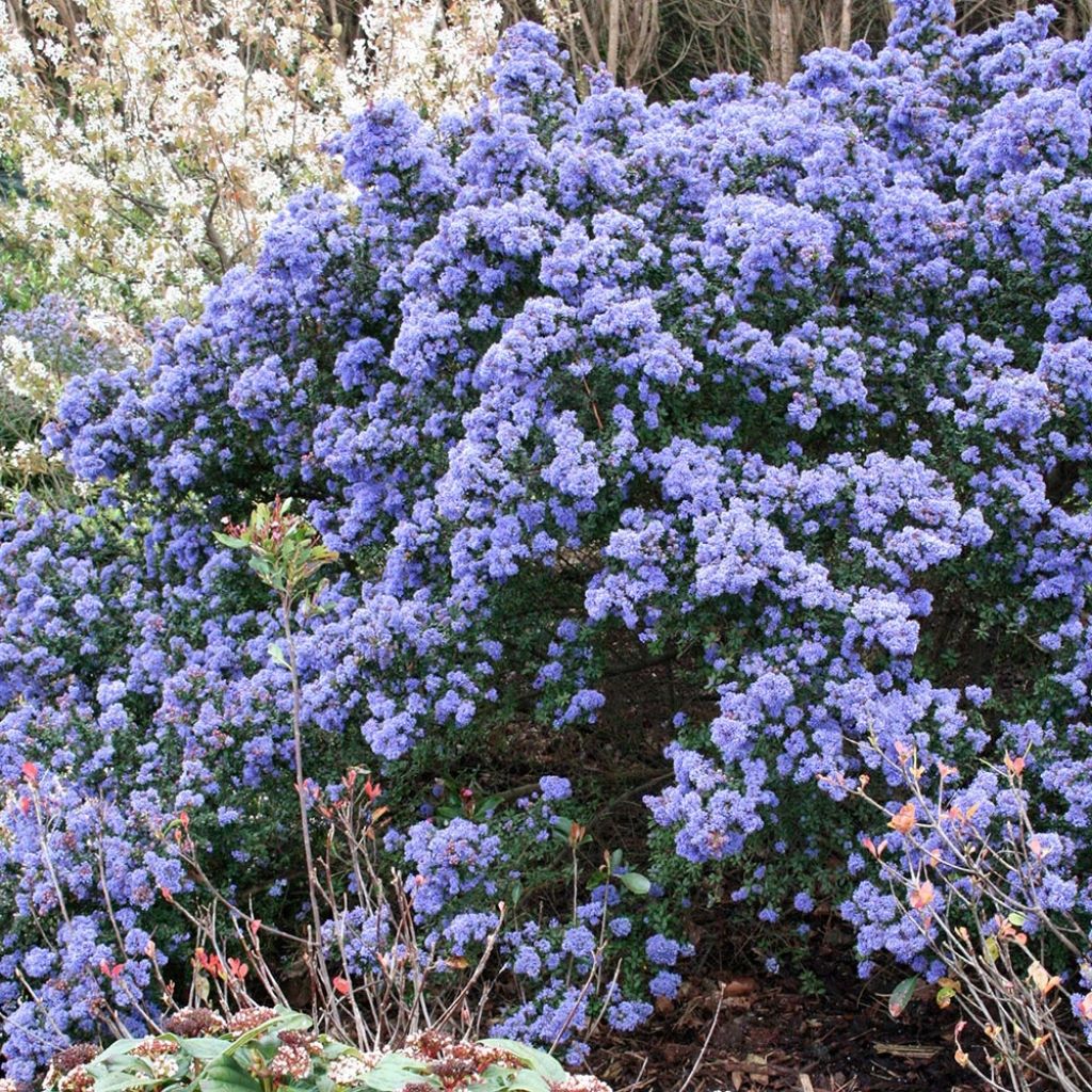 Ceanoto Puget Blue