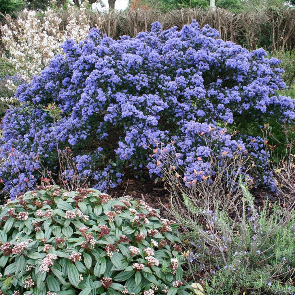 Ceanoto Puget Blue