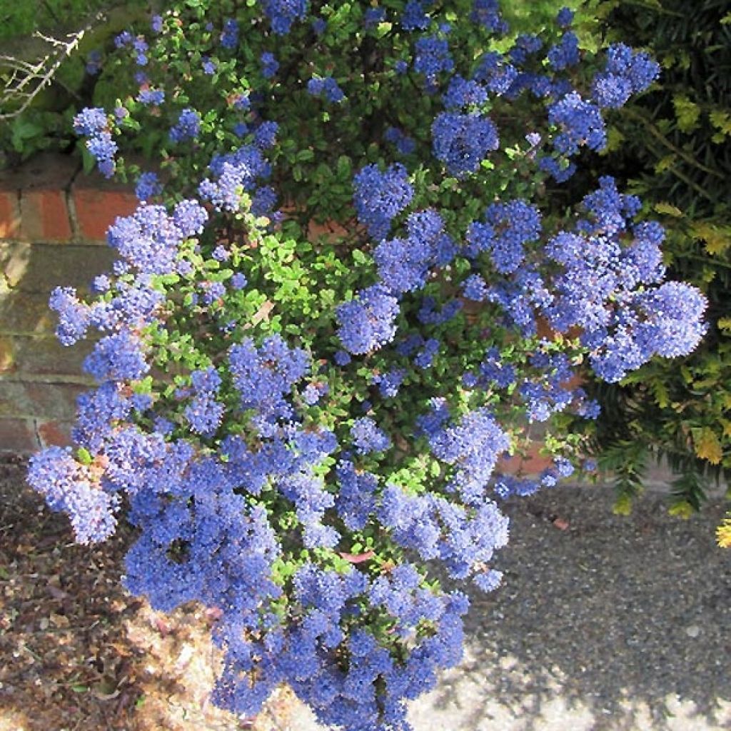 Ceanoto Puget Blue
