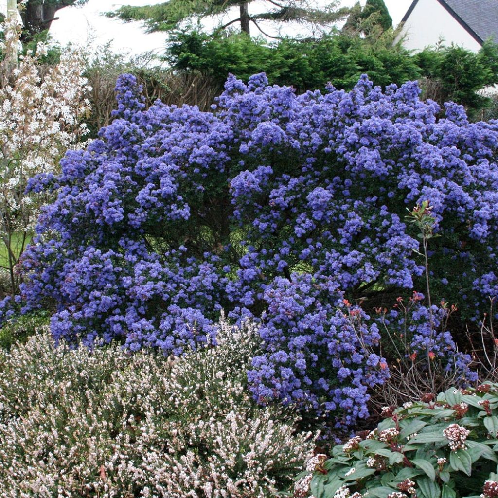 Ceanoto Puget Blue