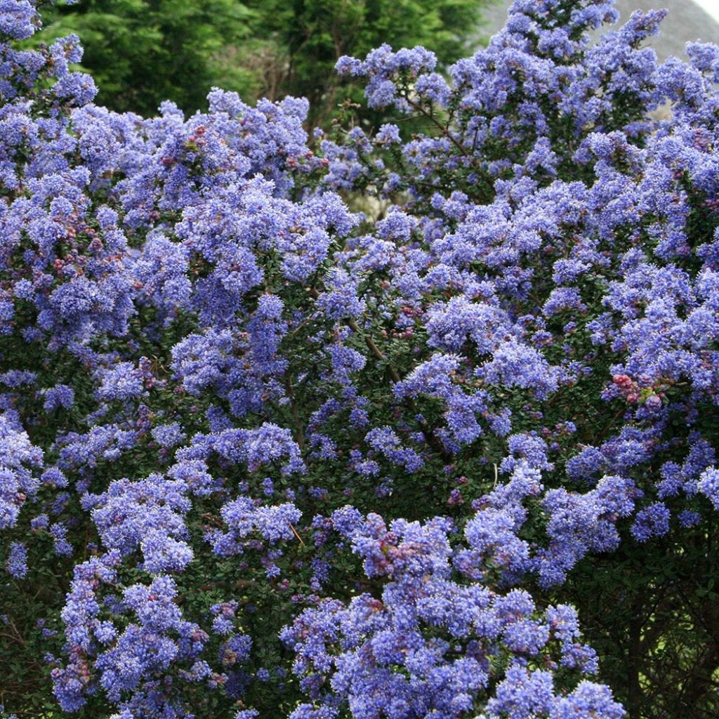Ceanoto Puget Blue
