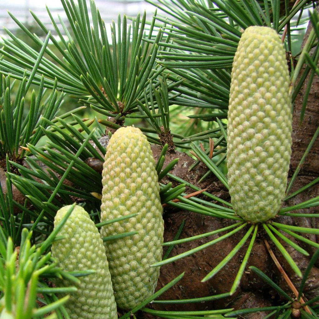 Cedro de Líbano - Cedrus libani
