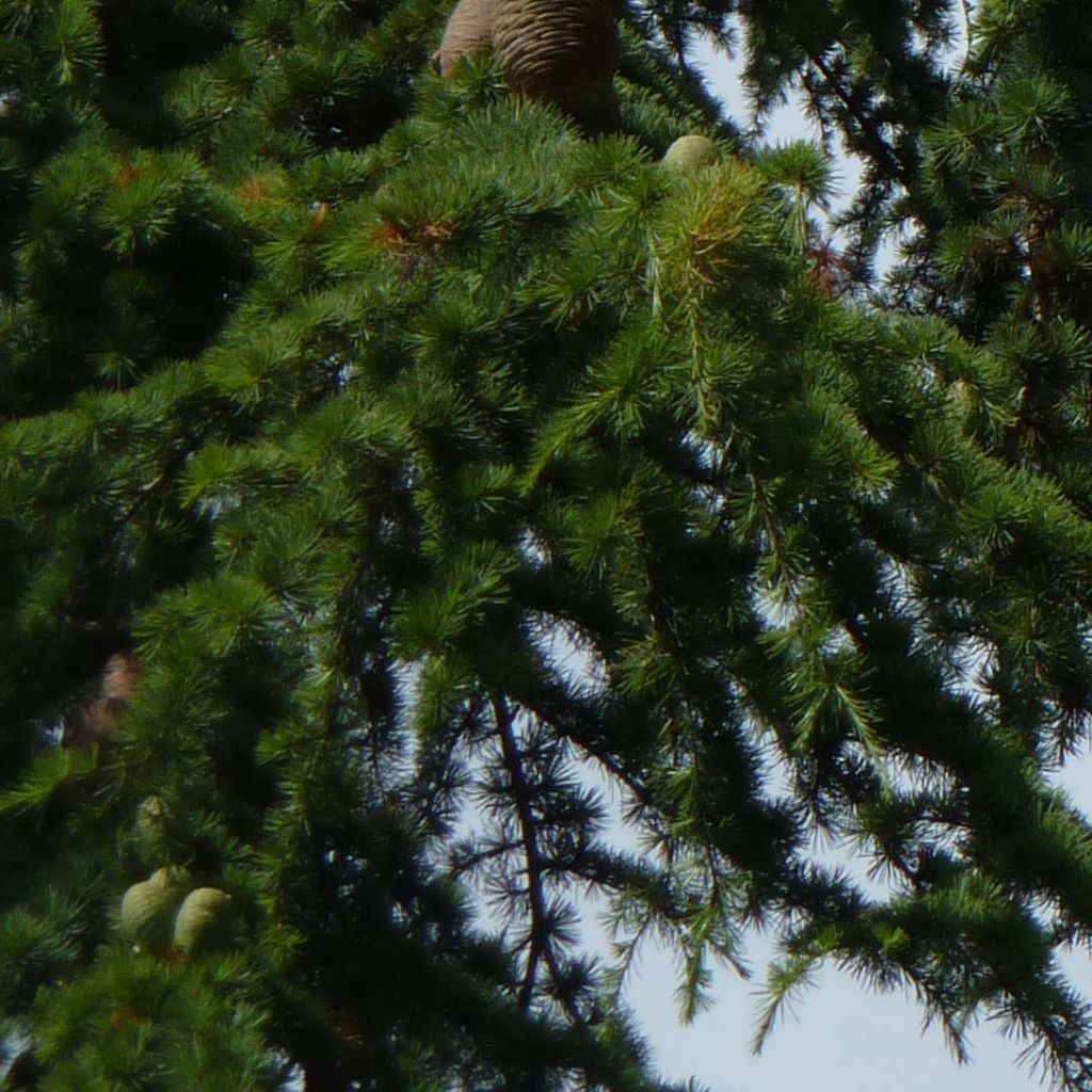 Cedro de Líbano - Cedrus libani