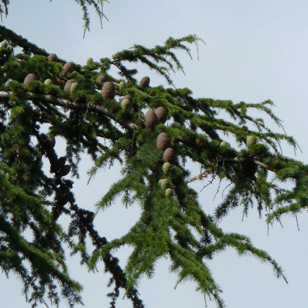 Cedro de Líbano - Cedrus libani