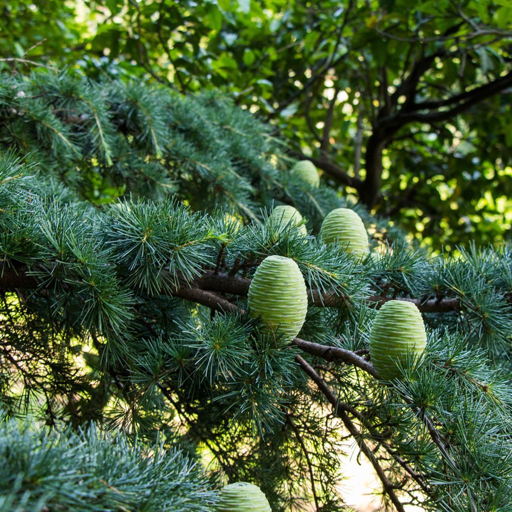 Cedro del Himalaya (semillas) - Cedrus deodara