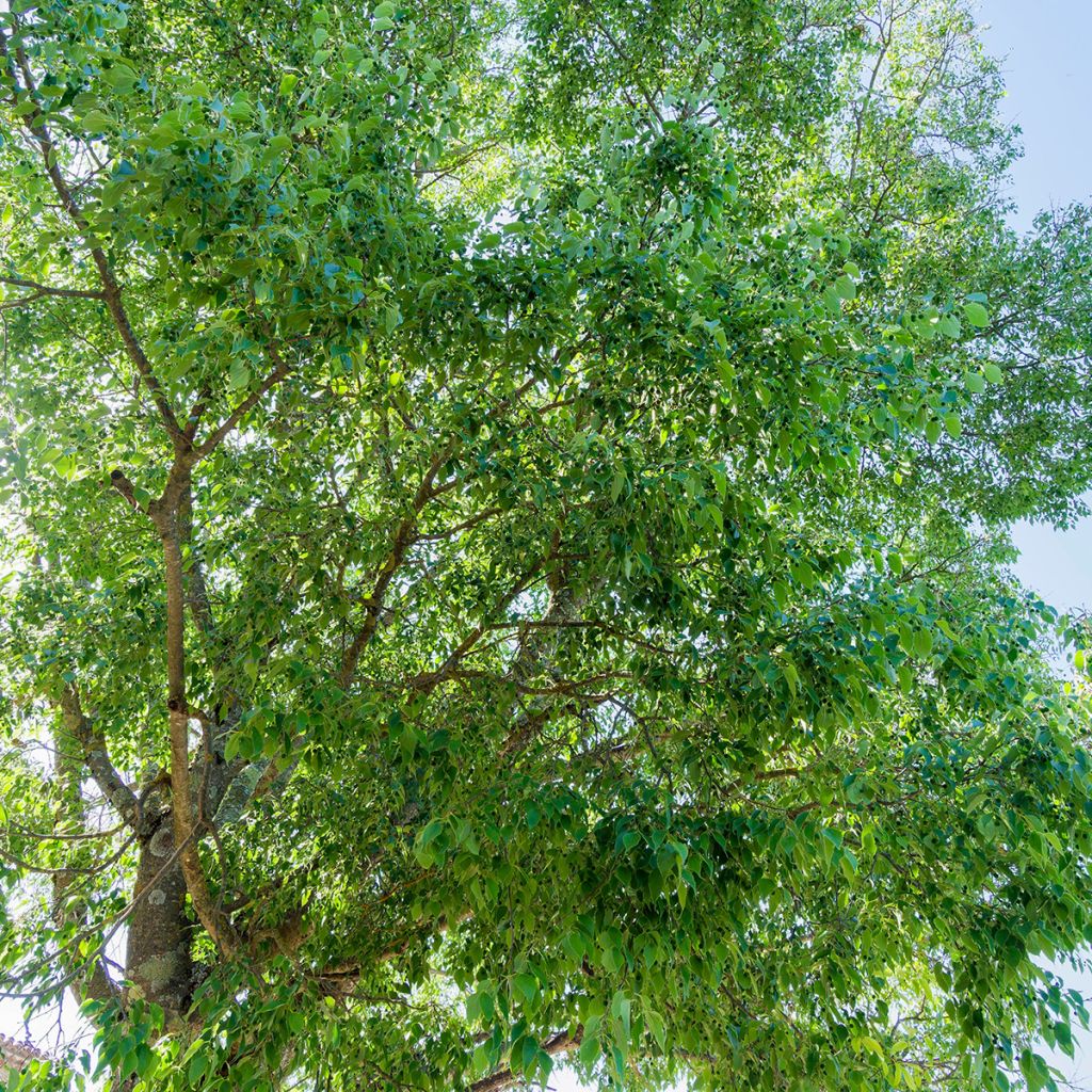 Celtis australis (semillas) - Almez