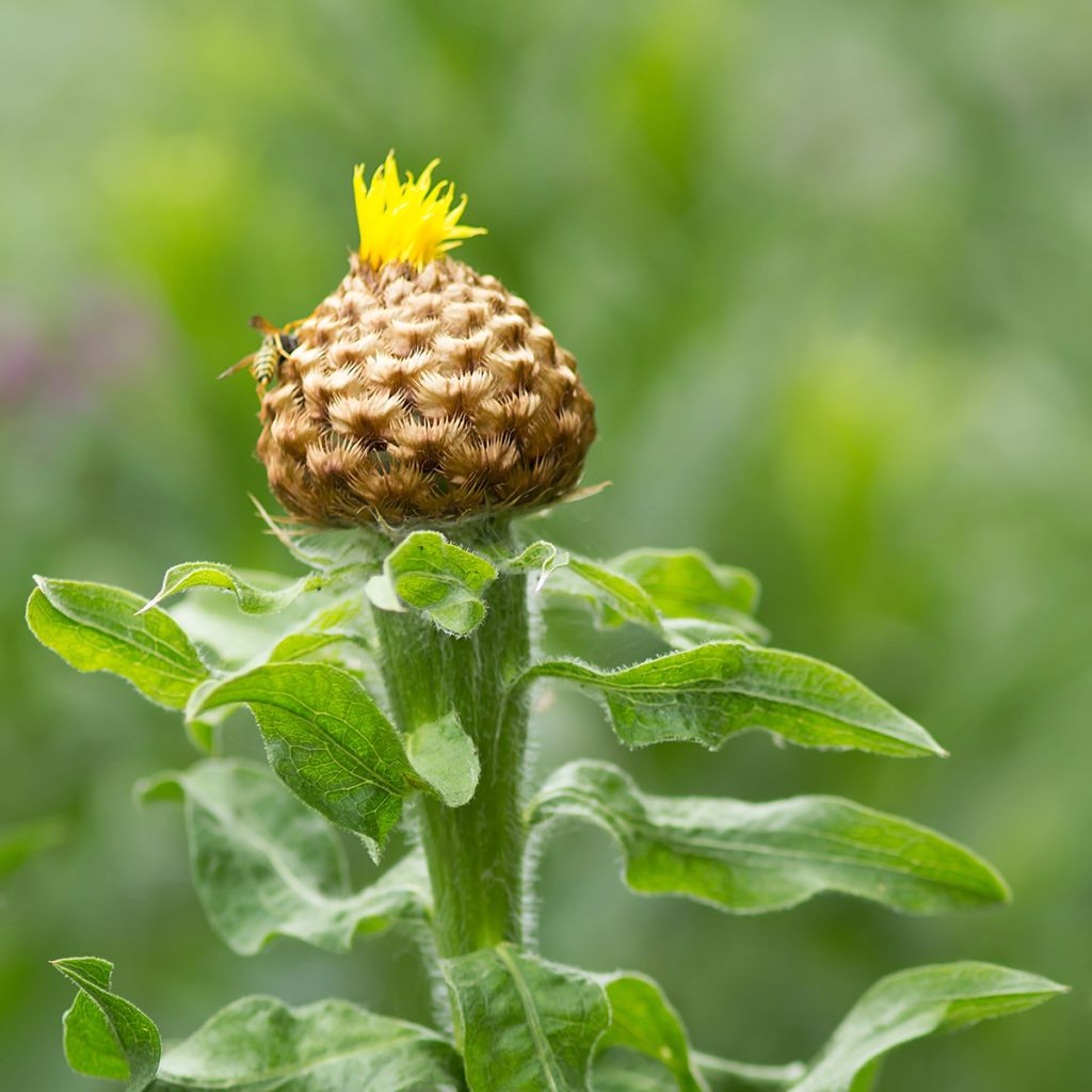 Centaurea macrocephala - Abre puños