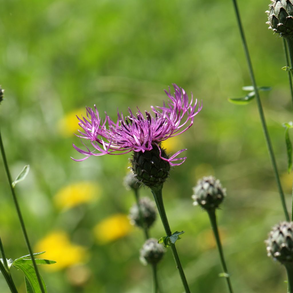 Centaurea scabiosa 