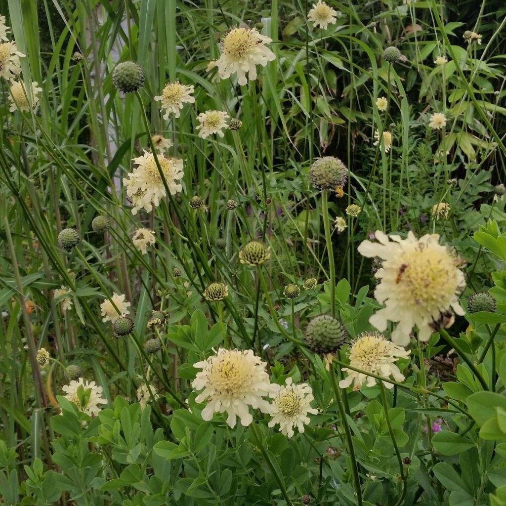 Cephalaria gigantea - Escabiosa gigante