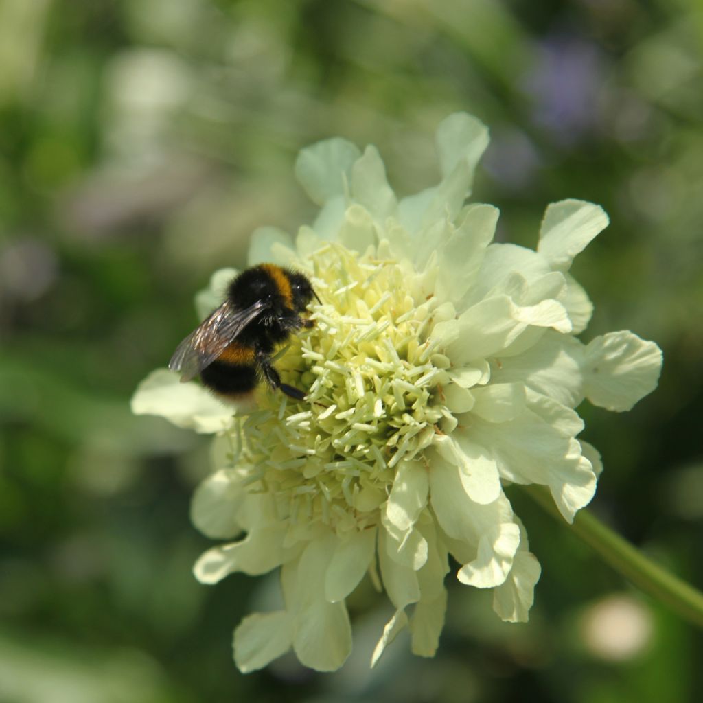 Cephalaria gigantea - Escabiosa gigante