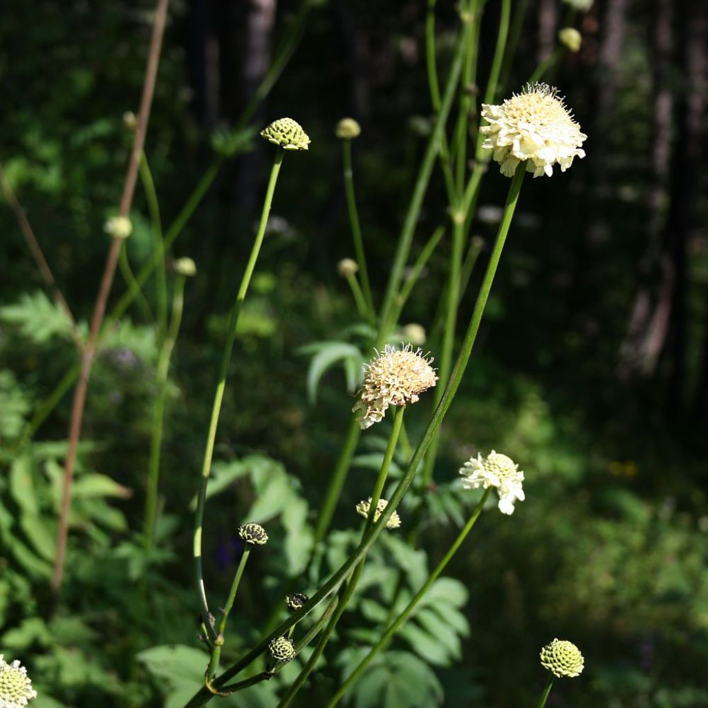 Cephalaria gigantea - Escabiosa gigante