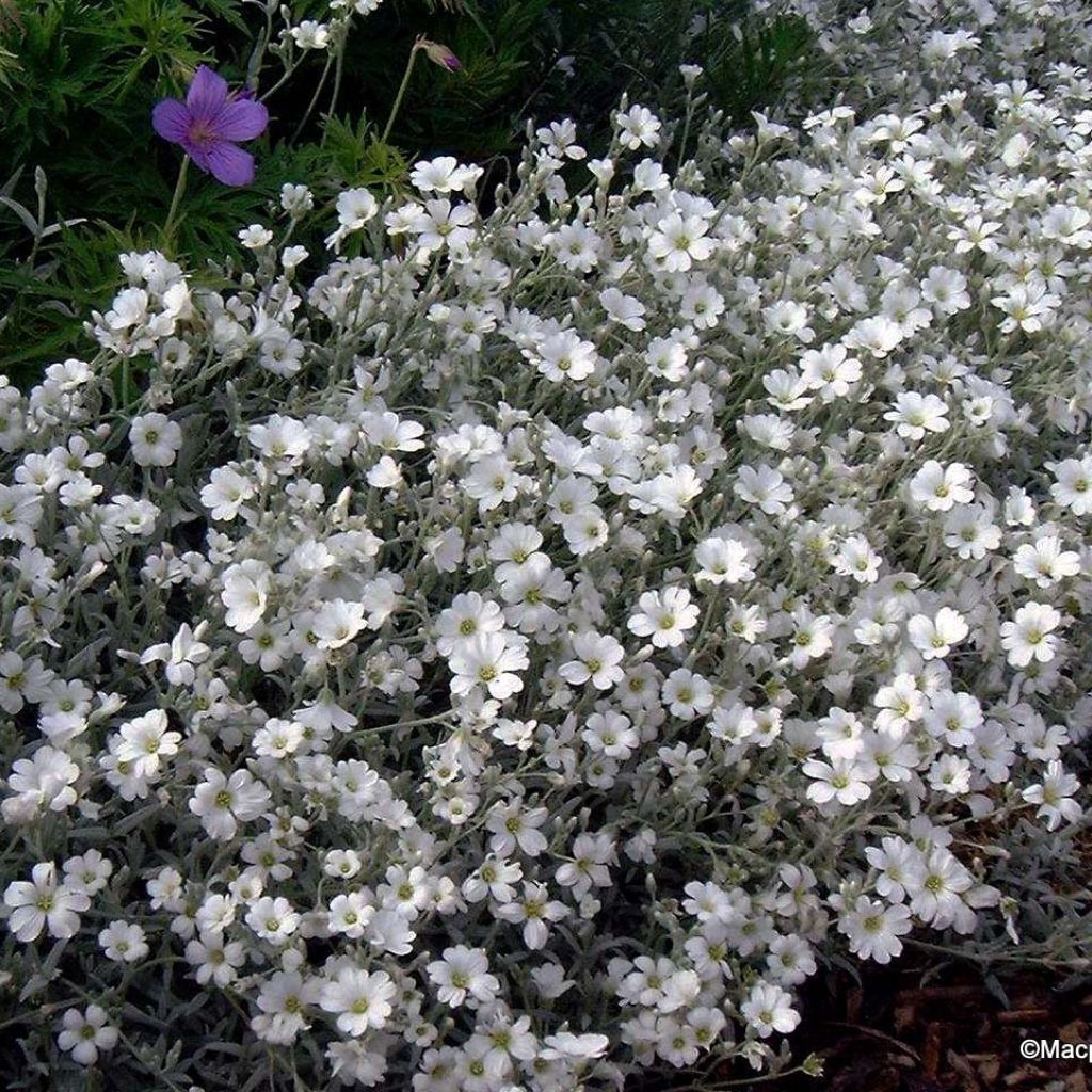 Cerastium tomentosum var columnae - Canastilla de plata