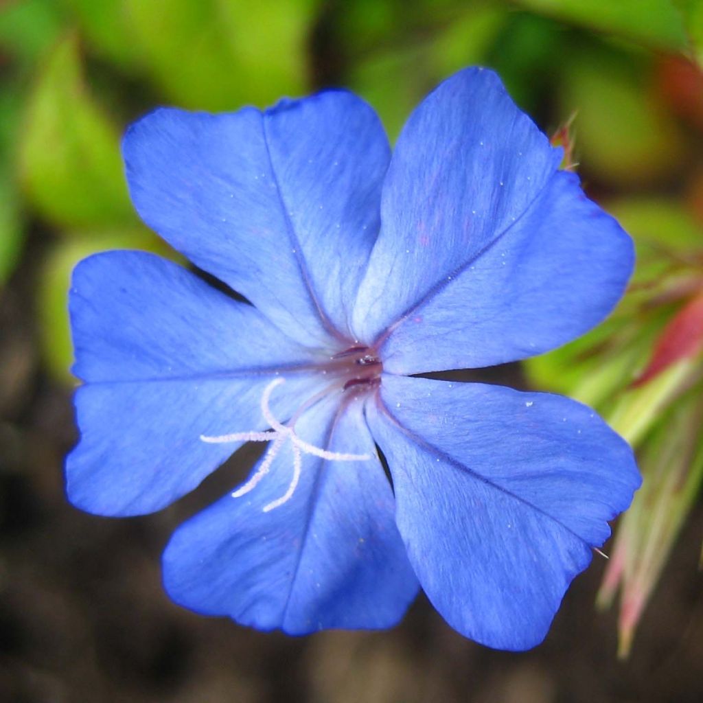 Ceratostigma willmottianum Forest Blue - Falso plumbago