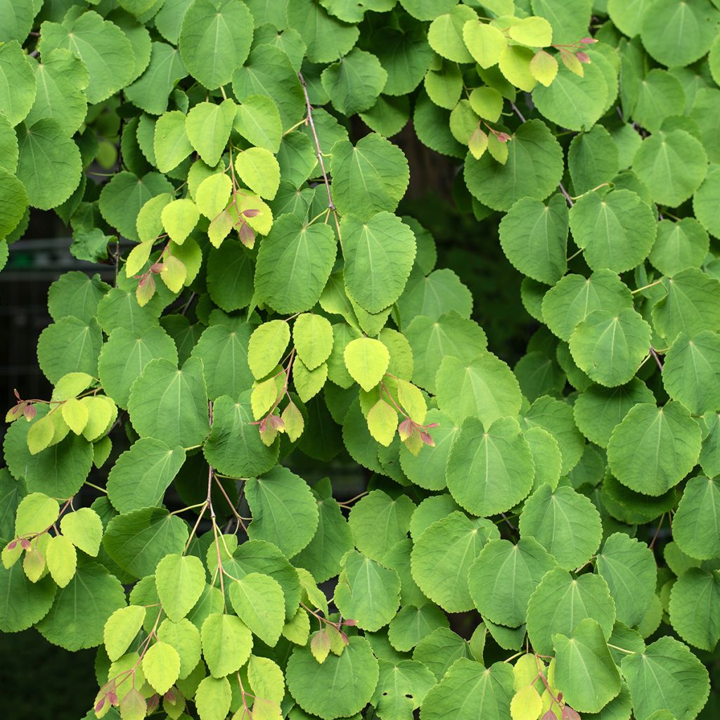 Cercidiphyllum japonicum (semillas) - Katsura