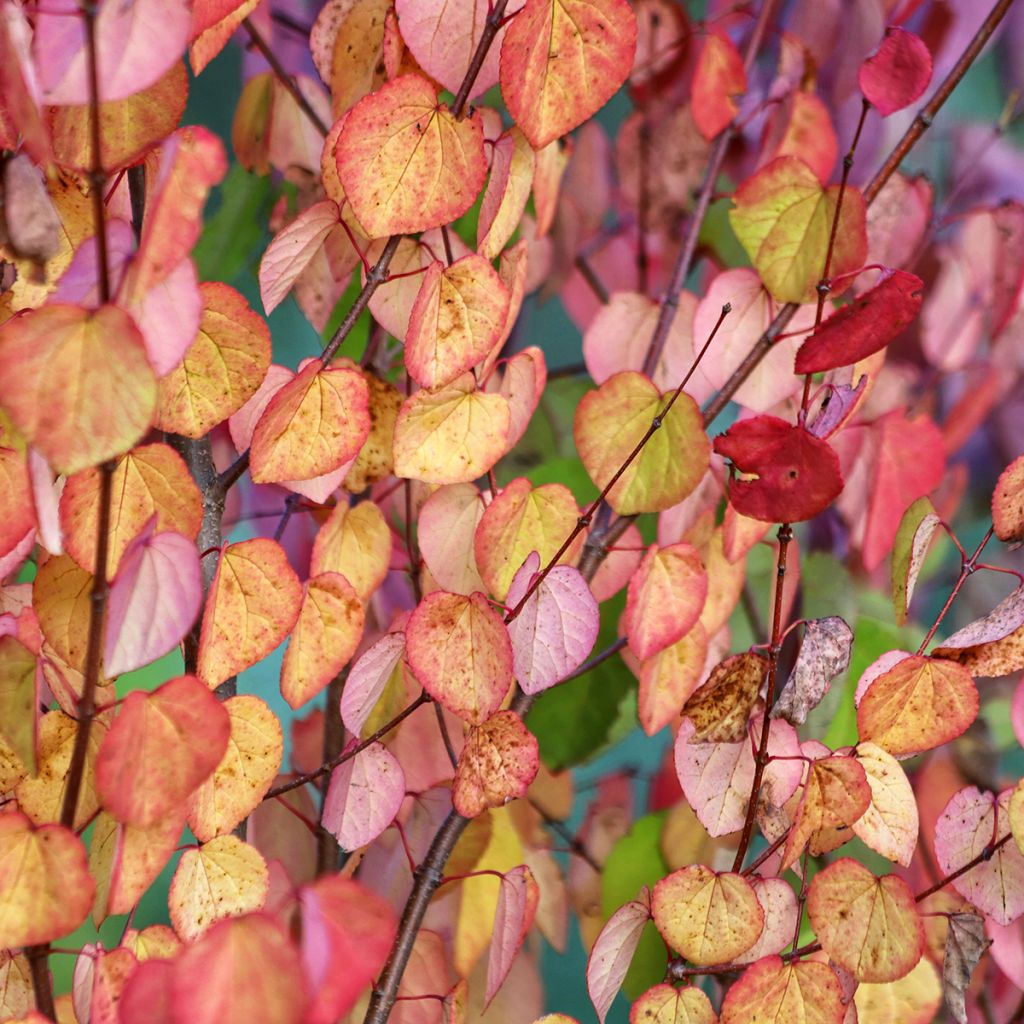 Cercidiphyllum japonicum (semillas) - Katsura