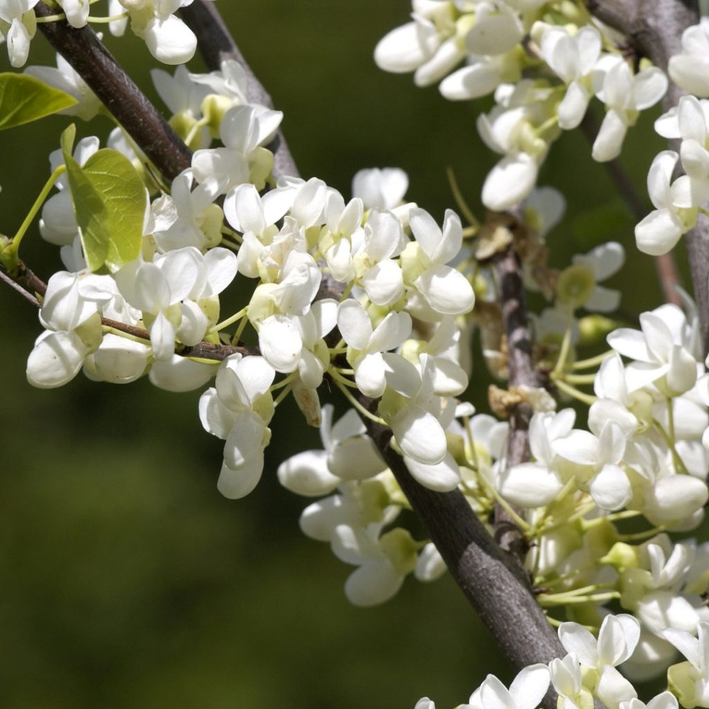 Redbud del este Royal White - Cercis canadensis