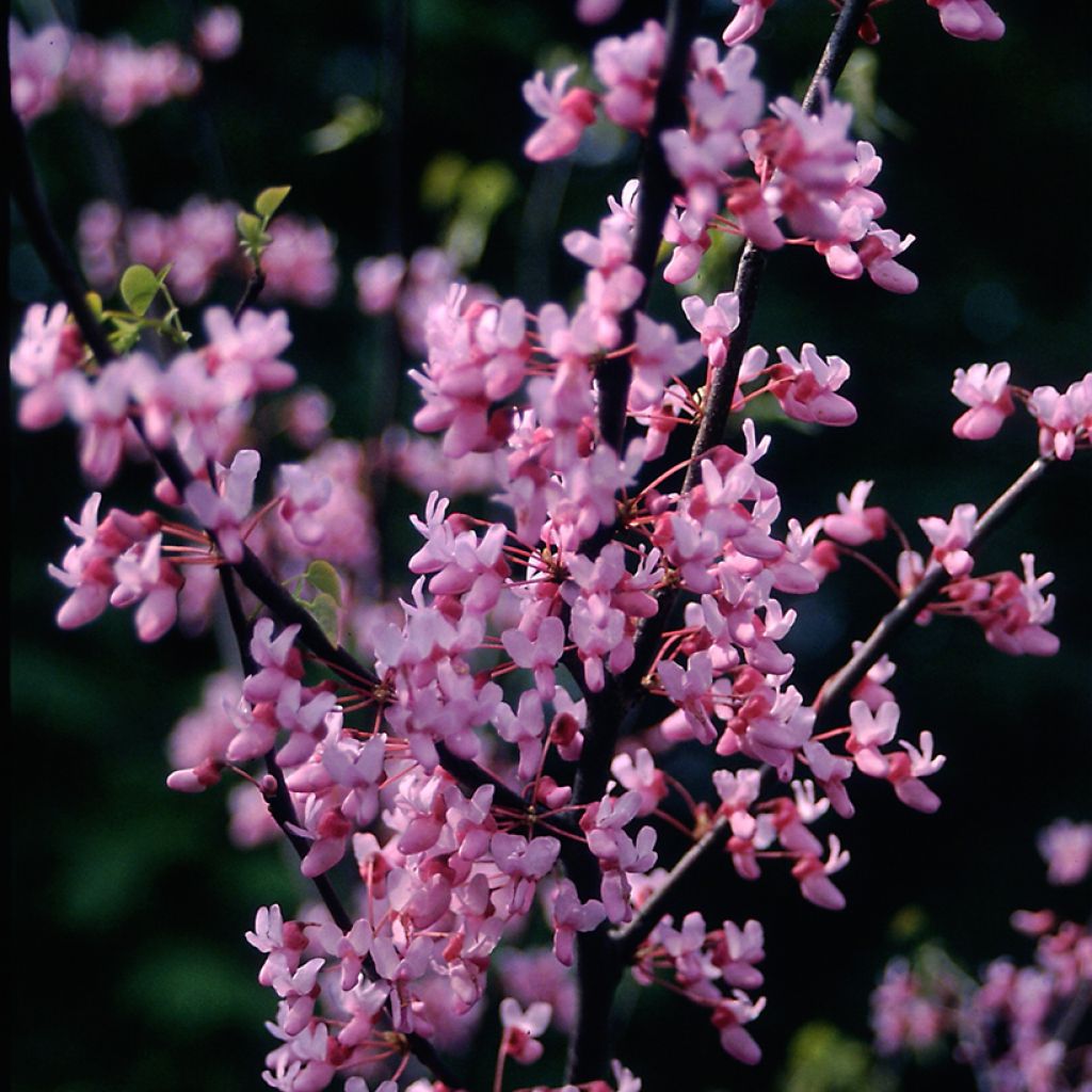 Redbud del este - Cercis canadensis