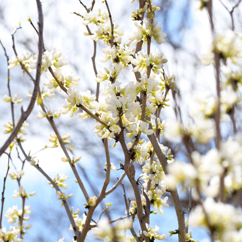 Cercis chinensis Shirobana - Árbol del amor
