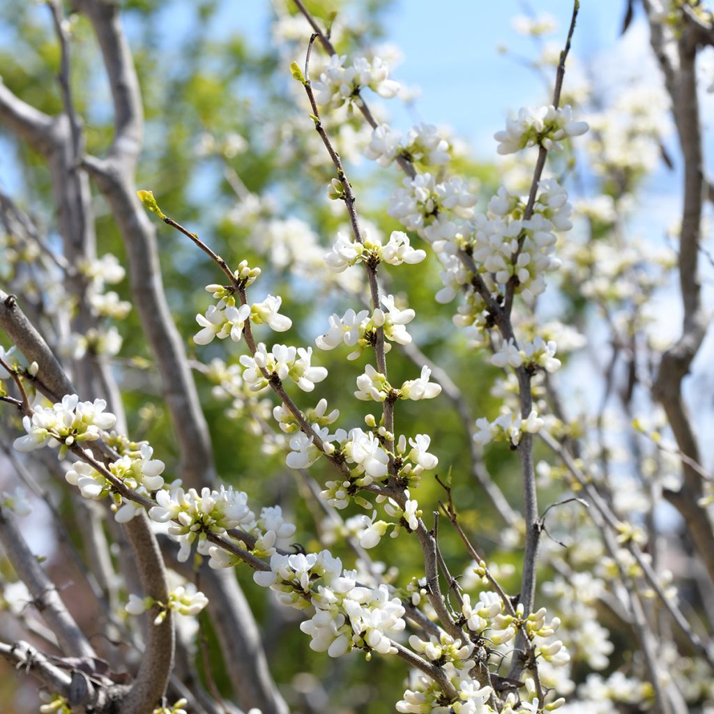 Cercis chinensis Shirobana - Árbol del amor