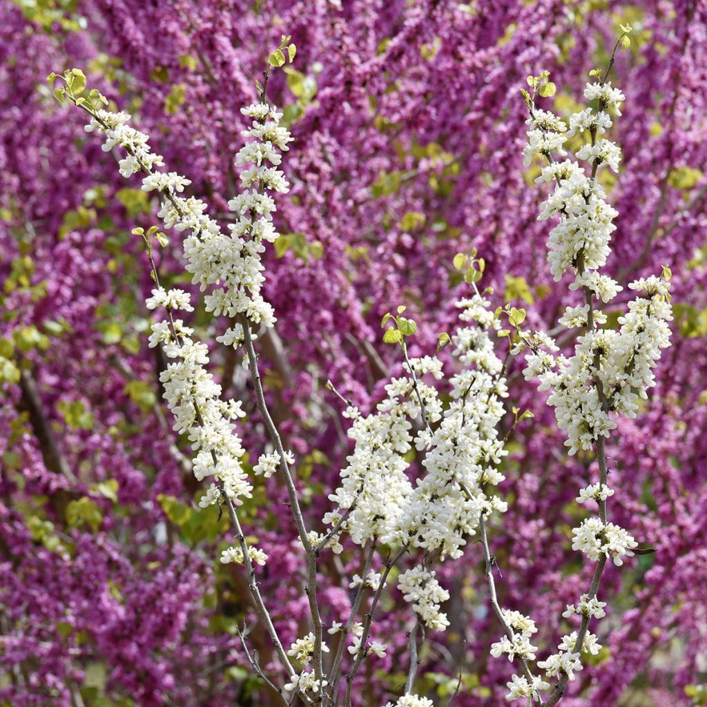 Cercis chinensis Shirobana - Árbol del amor