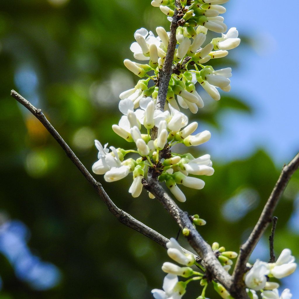 Cercis chinensis Shirobana - Árbol del amor