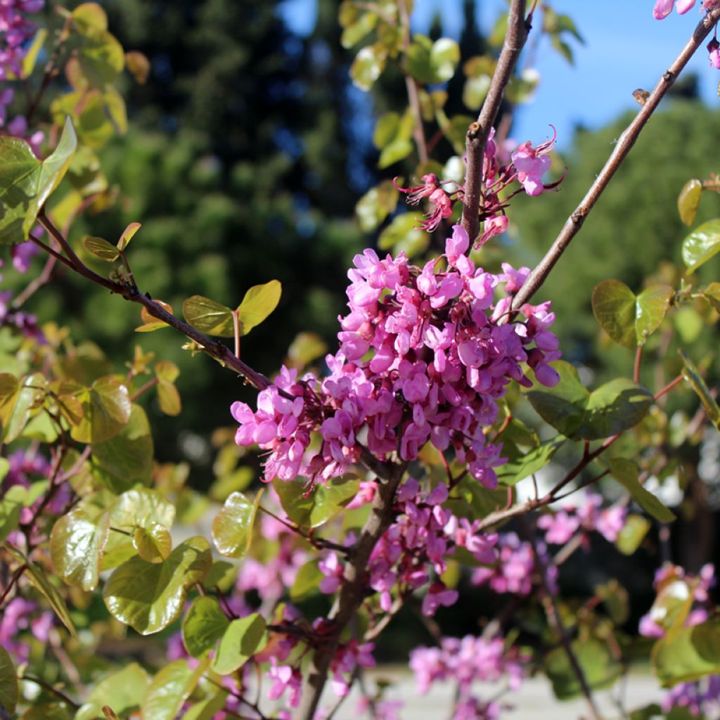 Árbol del amor - Cercis siliquastrum
