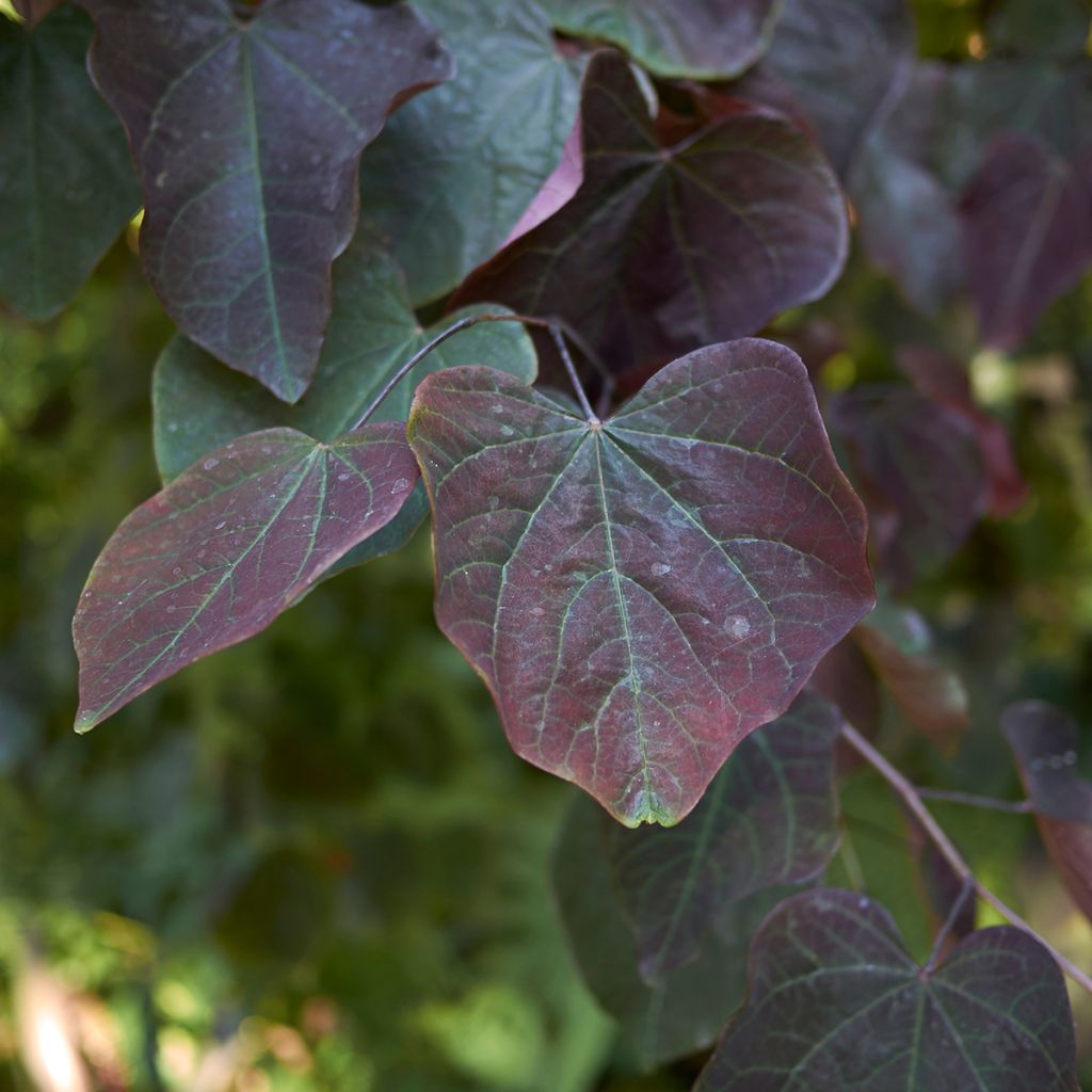 Cercis canadensis Ace of Spades - Amor del Canadá