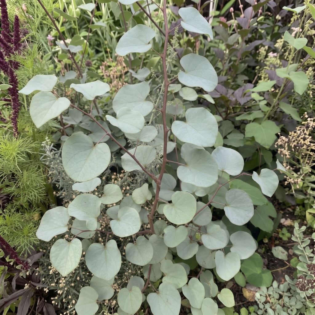 Cercis griffithii Blue Lagoon 