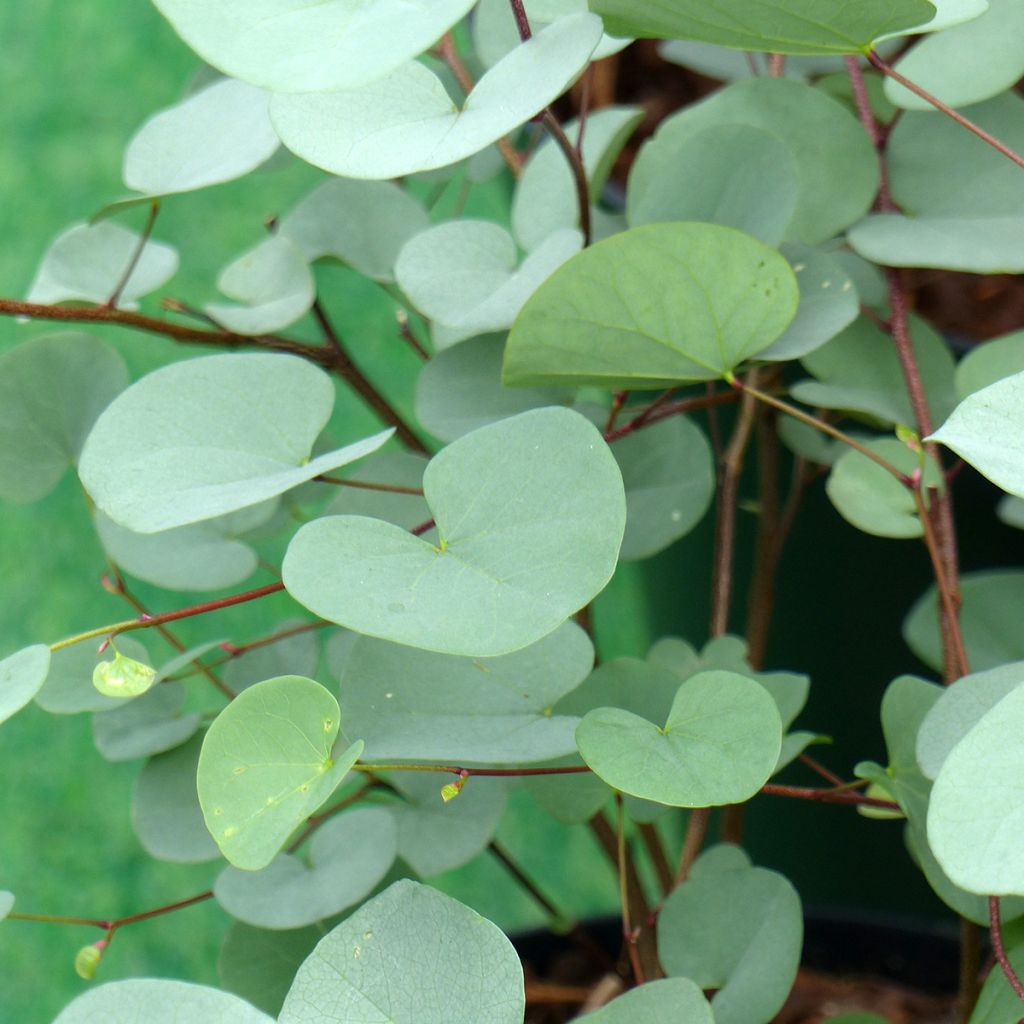 Cercis griffithii Blue Lagoon 