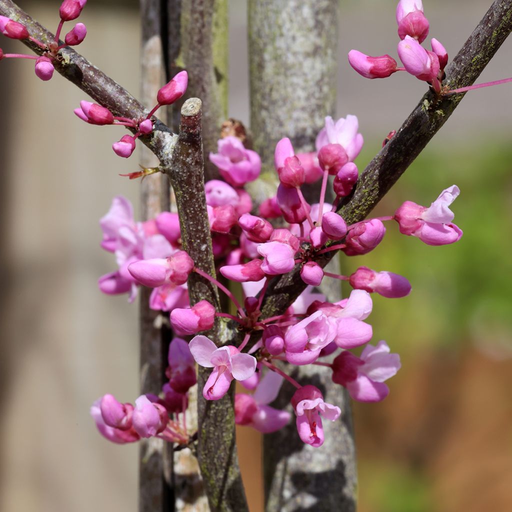 Cercis griffithii Blue Lagoon 