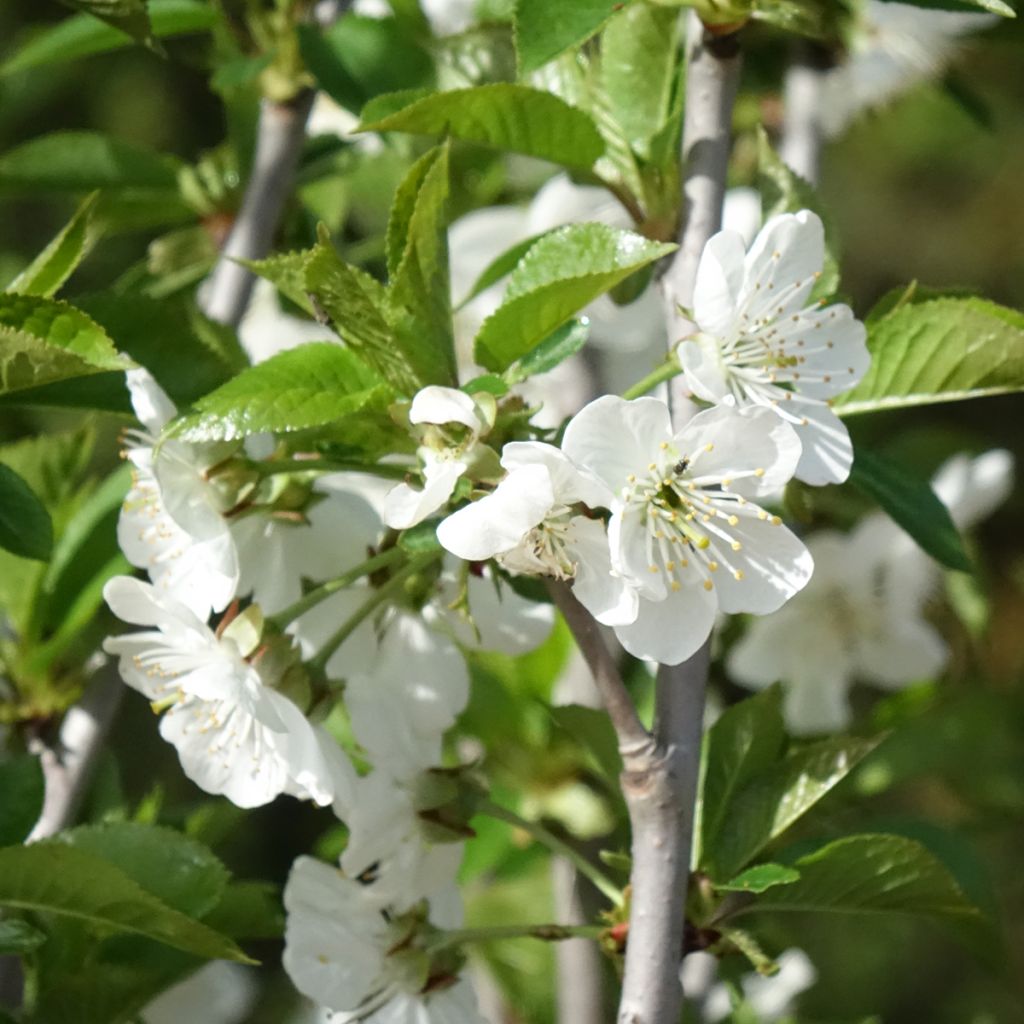 Guinda Cerise Allégria Delbard