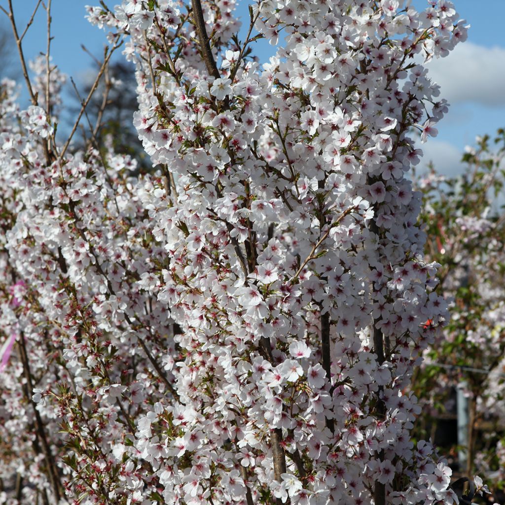 Prunus Royal Flame - Cerezo de flor