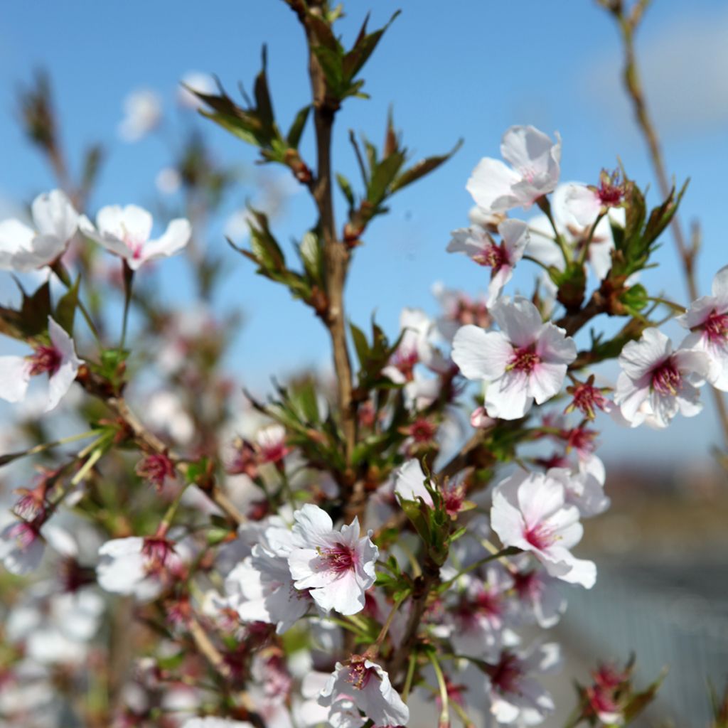 Prunus Royal Flame - Cerezo de flor