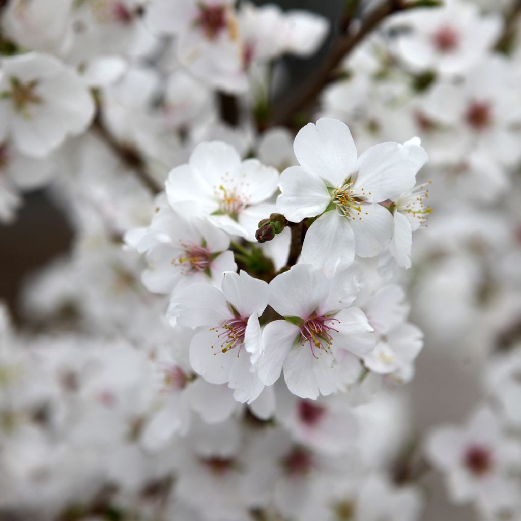 Prunus Royal Flame - Cerezo de flor