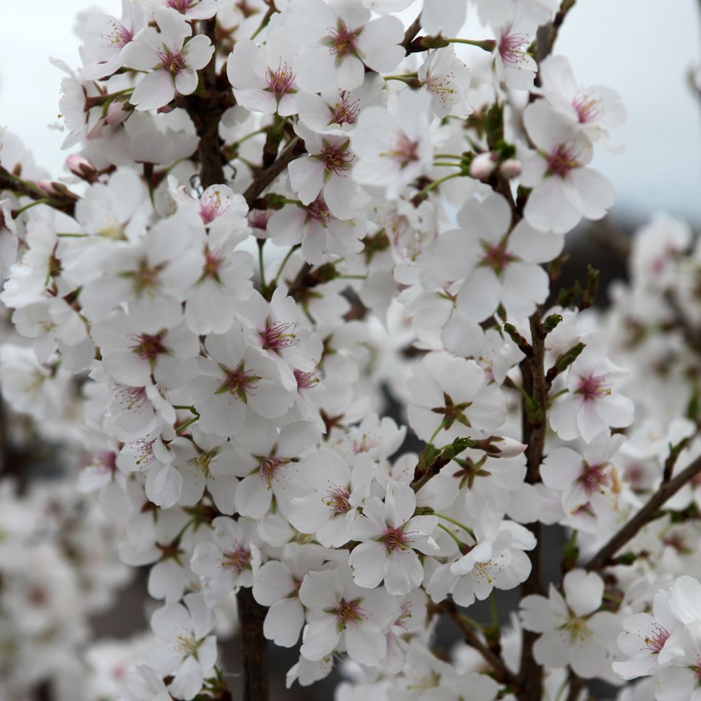 Prunus Royal Flame - Cerezo de flor
