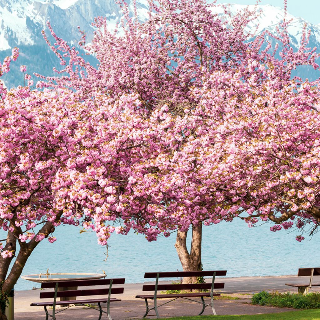 Cerezo japonés Kanzan - Prunus serrulata