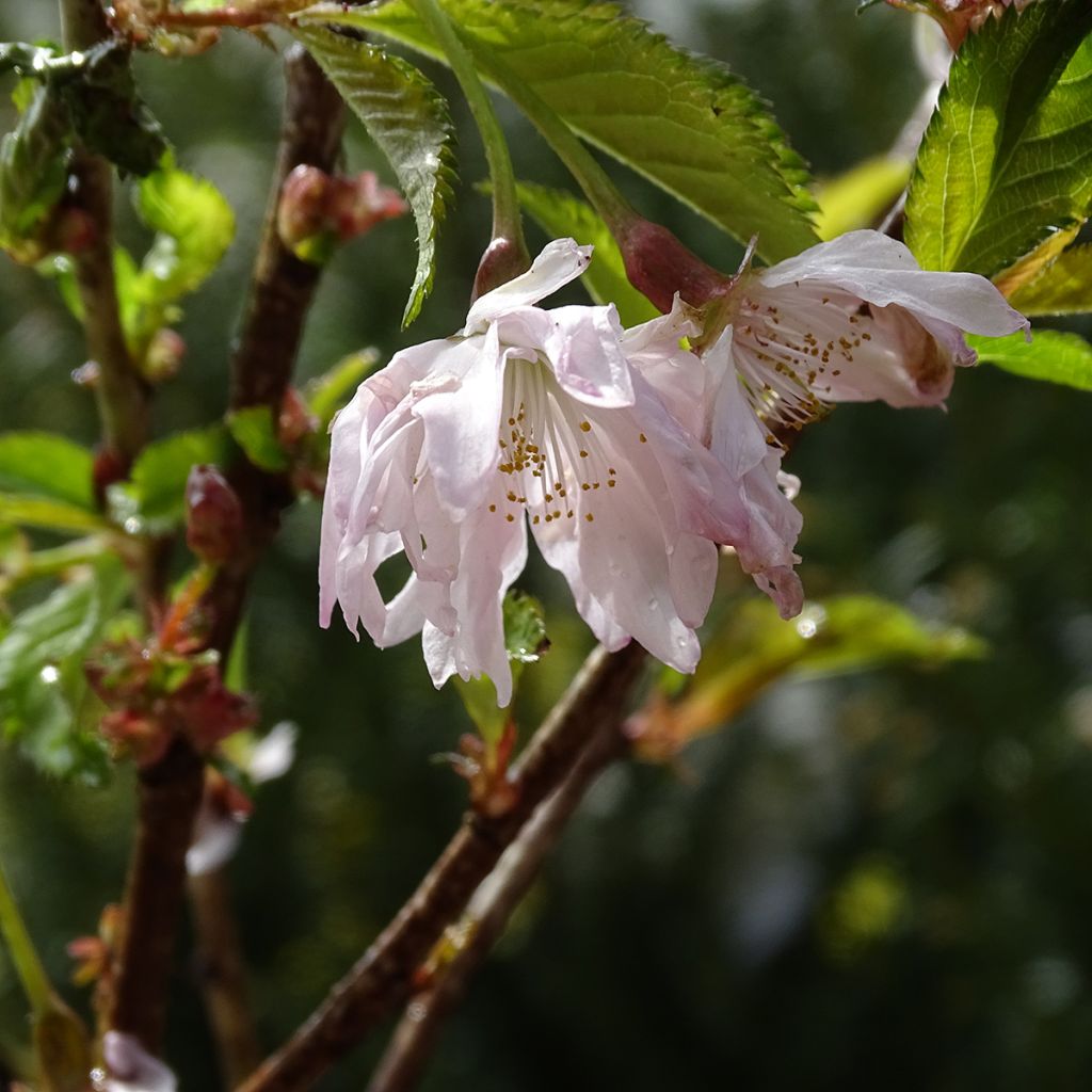 Cerezo enano Japonés Oshidori - Prunus incisa