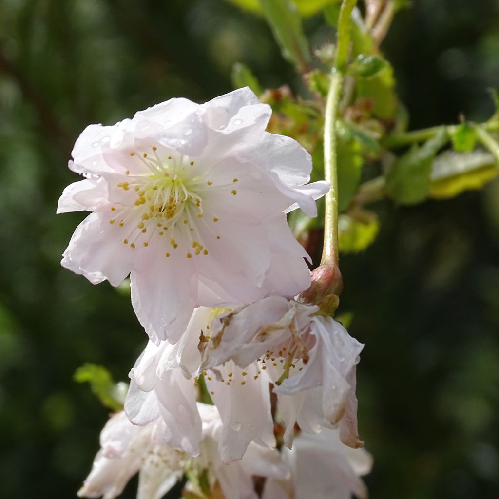 Cerezo enano Japonés Oshidori - Prunus incisa