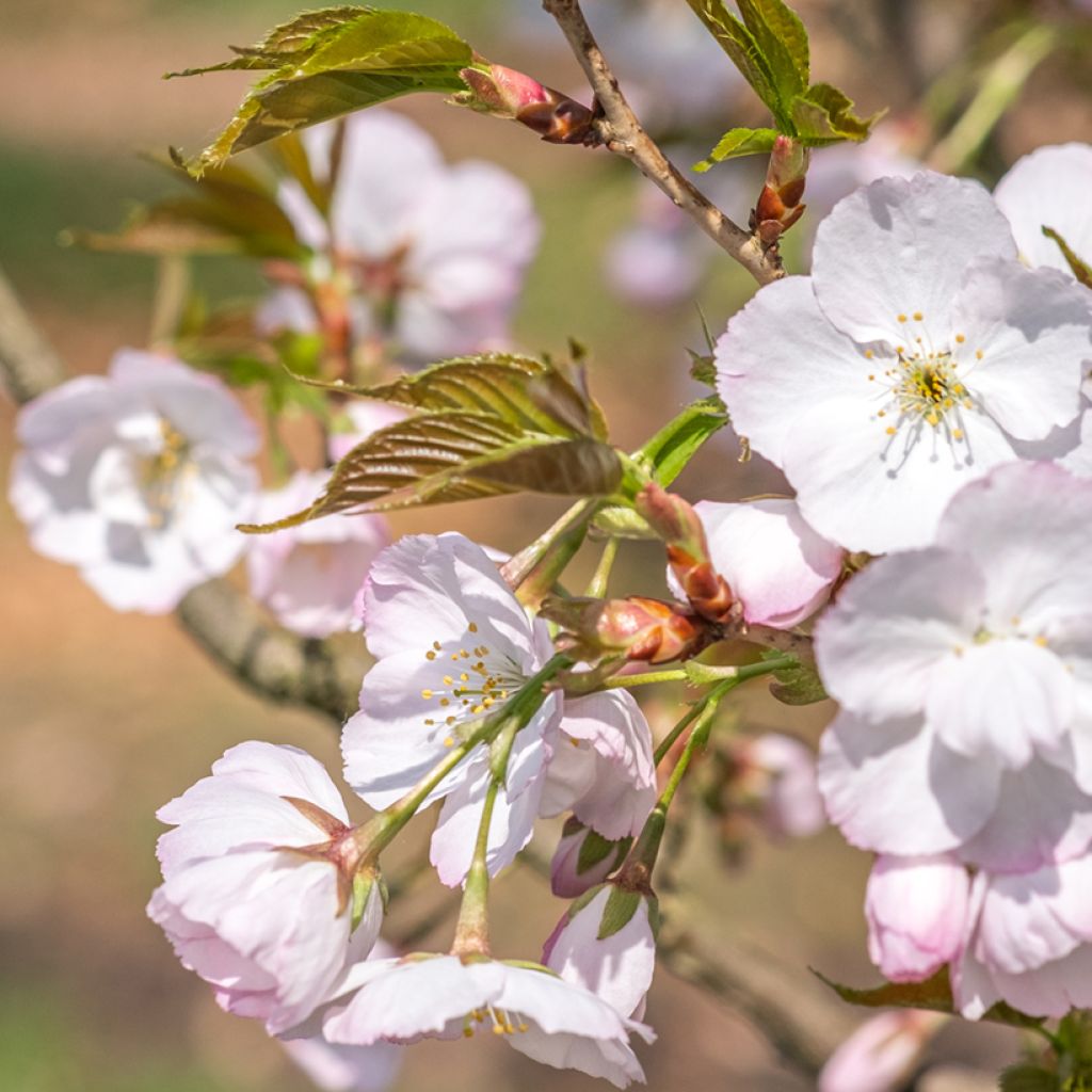 Cerezo japonés Sunset Boulevard - Prunus serrulata